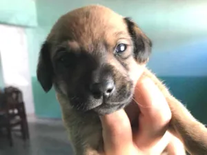 Cachorro raça Vira-lata idade 2 a 6 meses nome Filhotes