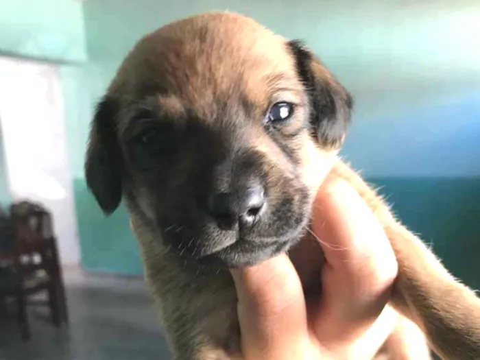 Cachorro ra a Vira-lata idade 2 a 6 meses nome Filhotes