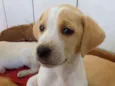 Não tem ainda