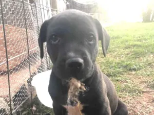 Cachorro raça mestico idade Abaixo de 2 meses nome Pai Bola