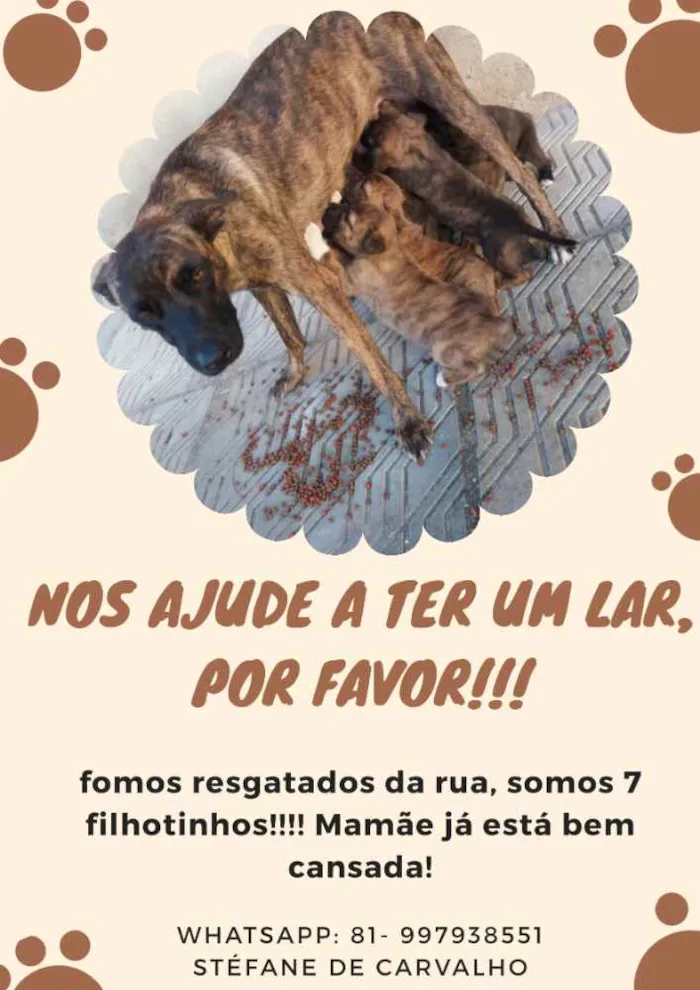 Cachorro ra a Indefinido idade Abaixo de 2 meses nome Sem nome