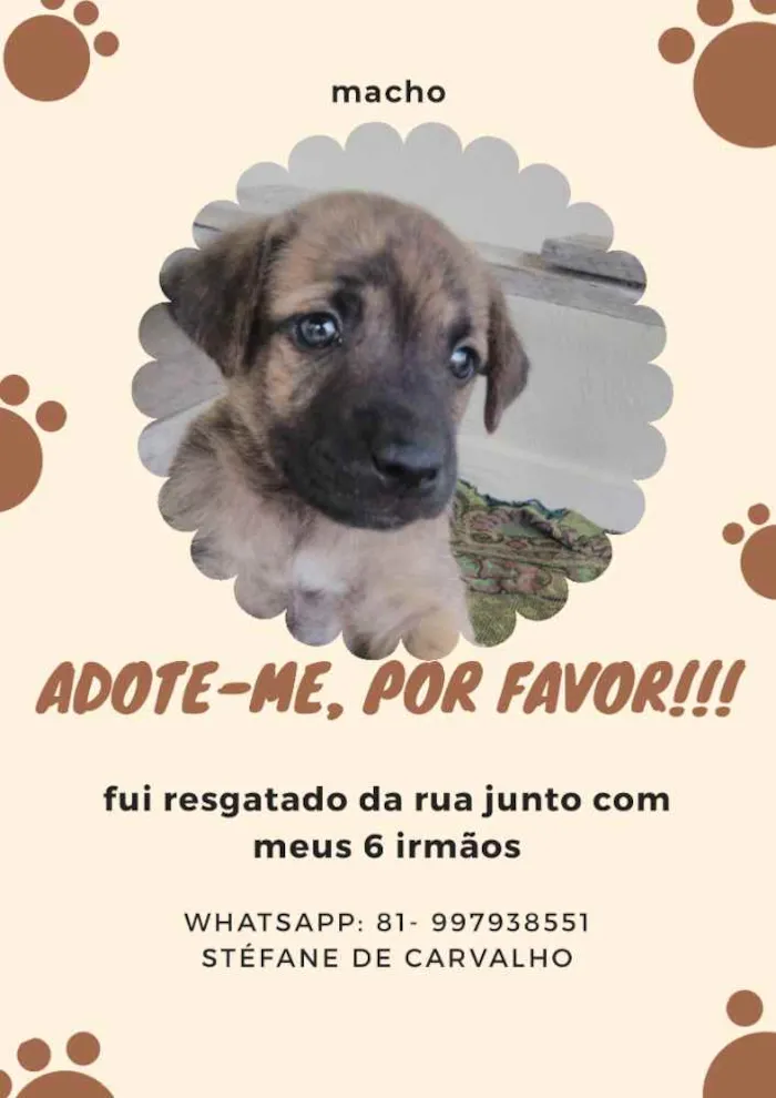 Cachorro ra a Indefinido idade Abaixo de 2 meses nome Sem nome
