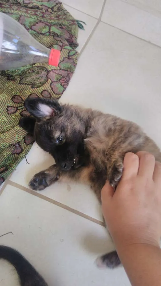 Cachorro ra a Indefinido idade Abaixo de 2 meses nome Sem nome