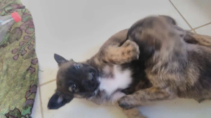 Cachorro ra a Indefinido idade Abaixo de 2 meses nome Sem nome
