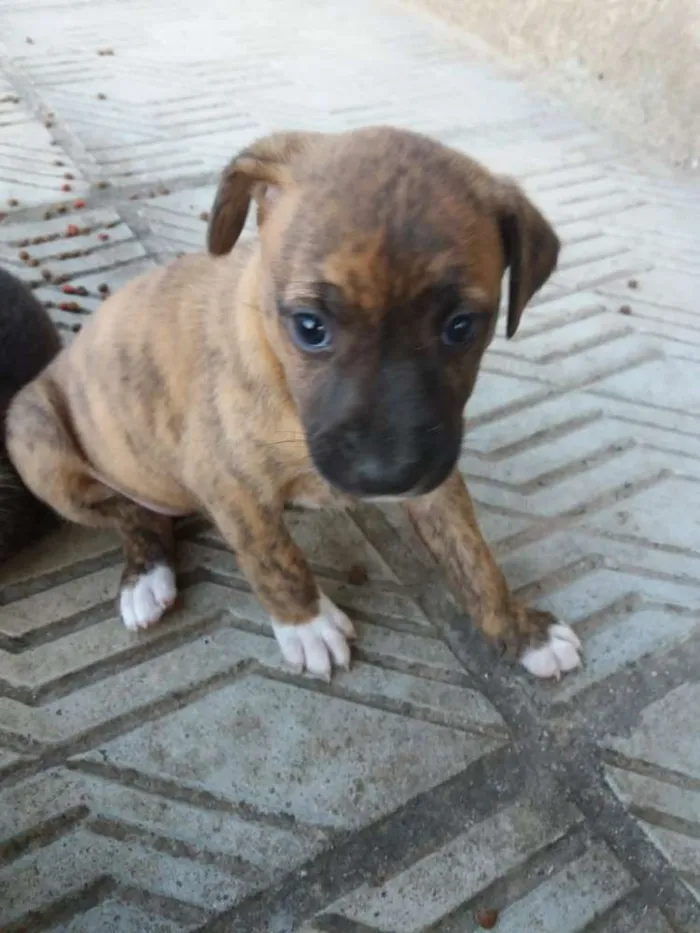 Cachorro ra a Indefinido idade Abaixo de 2 meses nome Sem nome