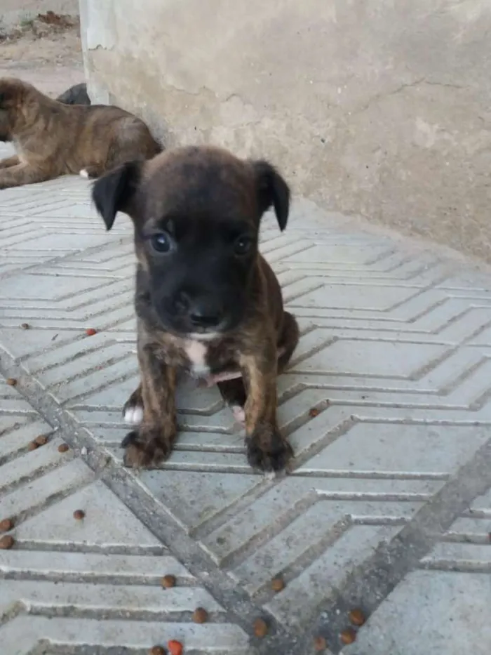 Cachorro ra a Indefinido idade Abaixo de 2 meses nome Sem nome