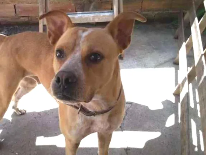 Cachorro ra a Mestiço idade 4 anos nome Zeus