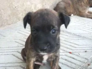 Cachorro raça Indefinido idade Abaixo de 2 meses nome Sem nome