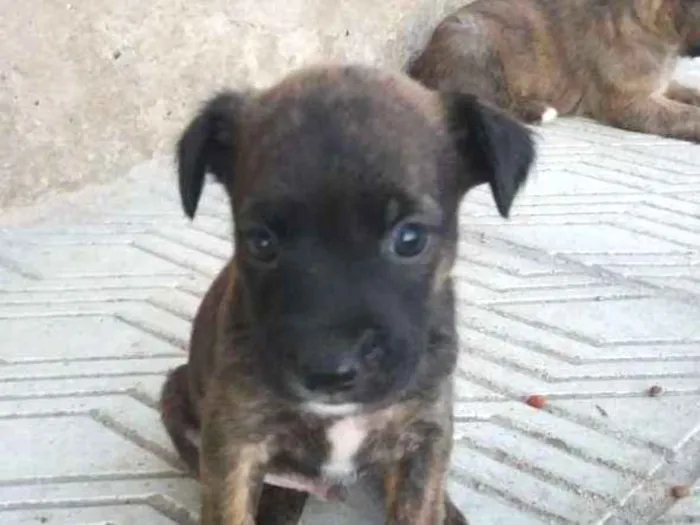 Cachorro ra a Indefinido idade Abaixo de 2 meses nome Sem nome