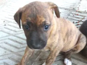 Cachorro raça Indefinido idade Abaixo de 2 meses nome Sem nome
