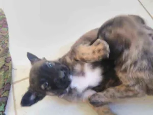 Cachorro raça Indefinido idade Abaixo de 2 meses nome Sem nome