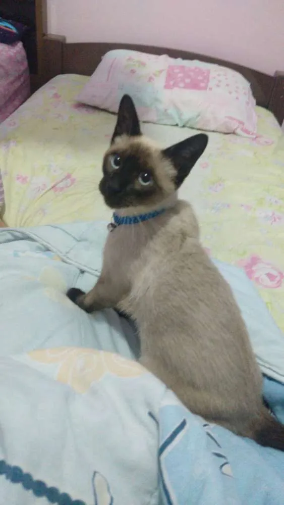 Gato ra a Gato idade 7 a 11 meses nome Tor