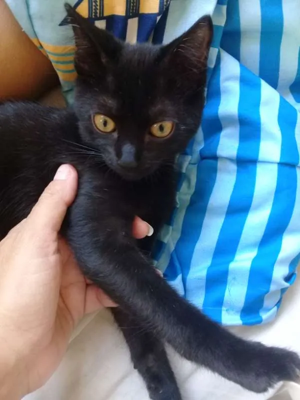 Gato ra a SRD idade 1 ano nome Trimilique