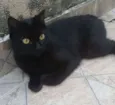Trimilique