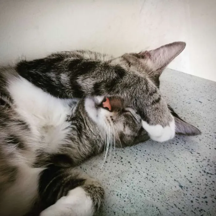 Gato ra a SRD idade 5 anos nome ALMA