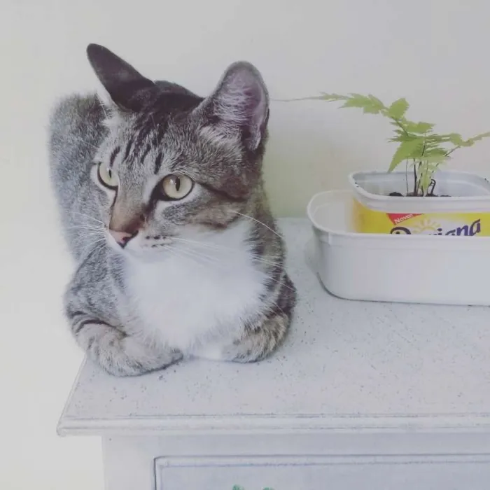 Gato ra a SRD idade 5 anos nome ALMA