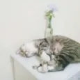 ALMA