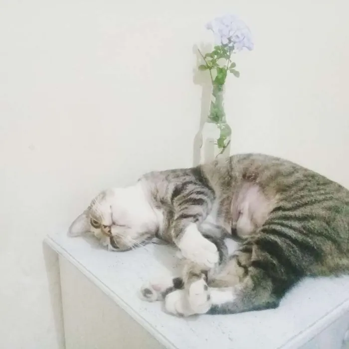 Gato ra a SRD idade 5 anos nome ALMA