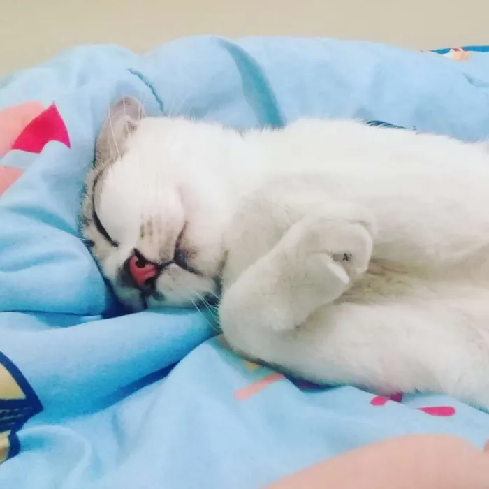 Gato ra a SRD idade 3 anos nome Elizabeth