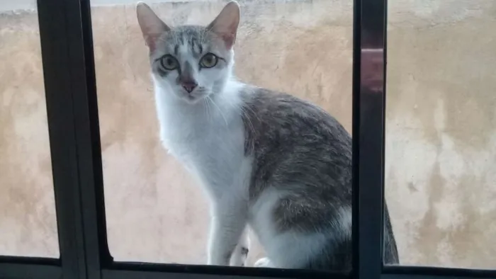Gato ra a SRD idade 3 anos nome Elizabeth
