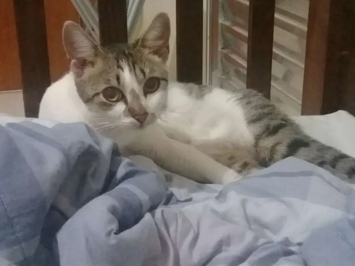 Gato ra a SRD idade 3 anos nome Elizabeth