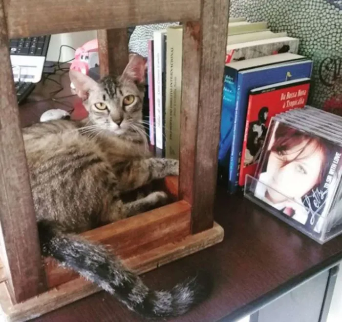 Gato ra a SRD idade 2 anos nome JOELMA