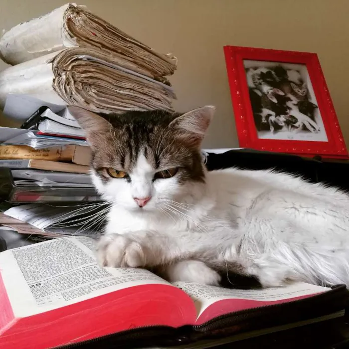 Gato ra a SRD idade 3 anos nome SANTINHA