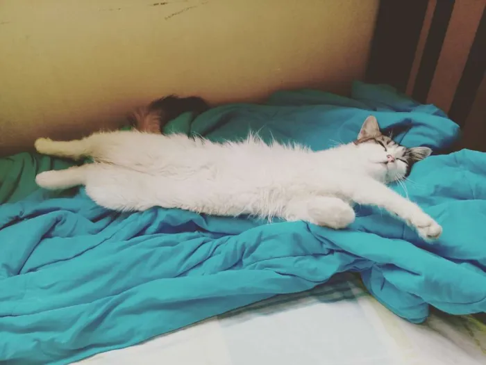 Gato ra a SRD idade 3 anos nome SANTINHA