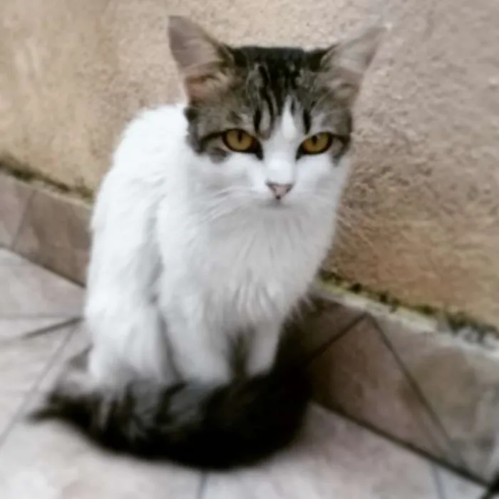 Gato ra a SRD idade 3 anos nome SANTINHA