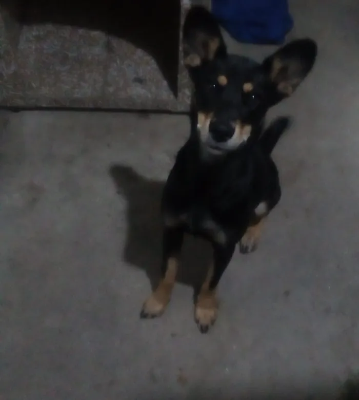 Cachorro raça Labrador com rotwailer idade 7 a 11 meses nome Beckie