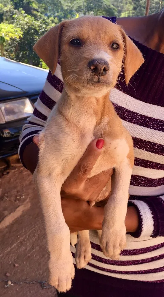 Cachorro ra a SRD idade 2 a 6 meses nome Estopinha