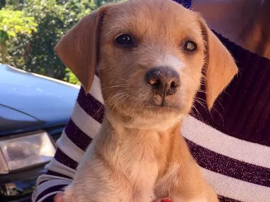 Cachorro ra a SRD idade 2 a 6 meses nome Estopinha
