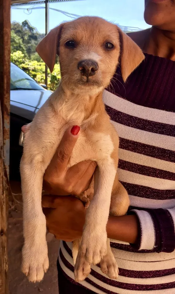 Cachorro ra a SRD idade 2 a 6 meses nome Estopinha
