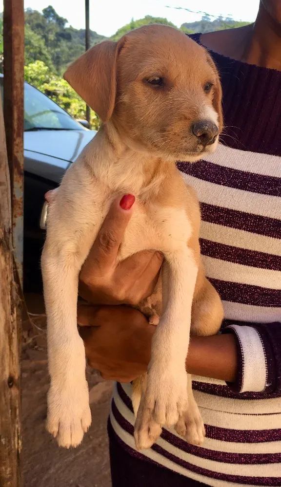 Cachorro ra a SRD idade 2 a 6 meses nome Estopinha