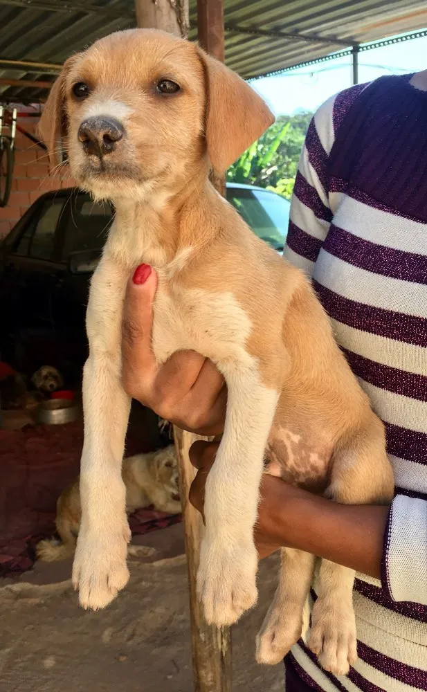 Cachorro ra a SRD idade 2 a 6 meses nome Estopinha