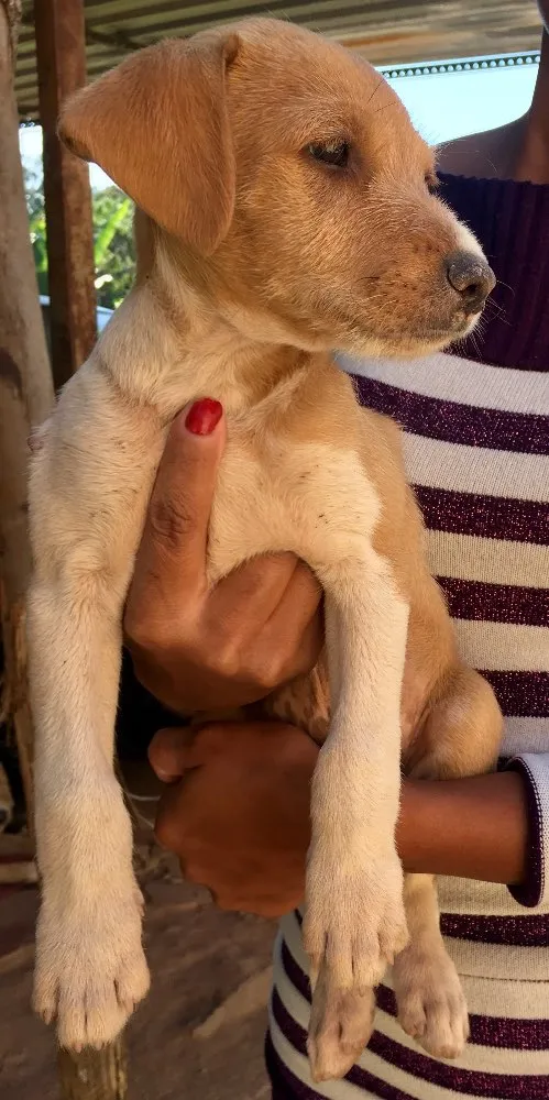 Cachorro ra a SRD idade 2 a 6 meses nome Estopinha