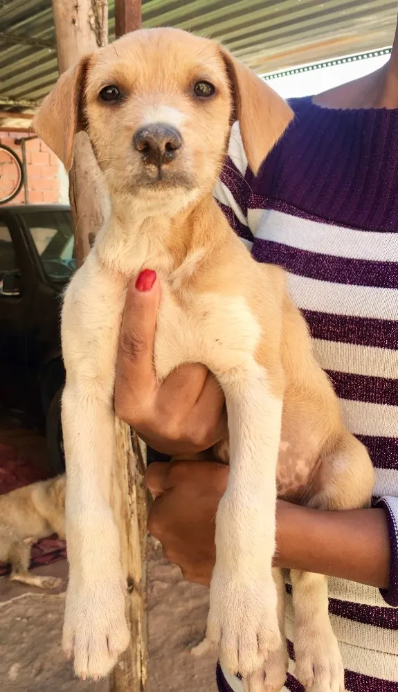 Cachorro ra a SRD idade 2 a 6 meses nome Estopinha