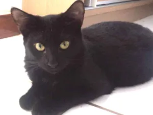 Gato raça SRD idade 2 a 6 meses nome Preta