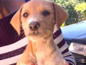 Cachorro raça SRD idade 2 a 6 meses nome Estopinha