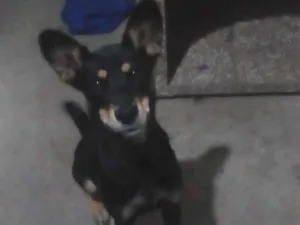 Cachorro raça Labrador com rotwailer idade 7 a 11 meses nome Beckie