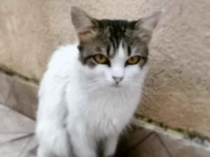 Gato raça SRD idade 3 anos nome SANTINHA