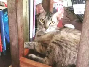 Gato raça SRD idade 2 anos nome JOELMA