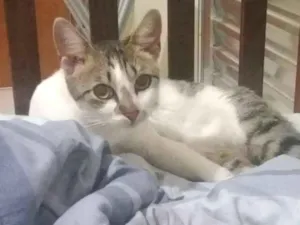 Gato raça SRD idade 3 anos nome Elizabeth