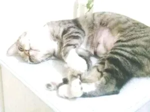 Gato raça SRD idade 5 anos nome ALMA