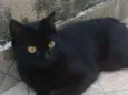 Trimilique
