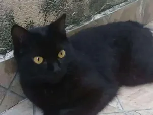 Gato raça SRD idade 1 ano nome Trimilique