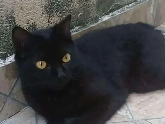 Gato ra a SRD idade 1 ano nome Trimilique