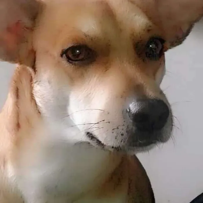 Cachorro raça Normal, raçado com labrador idade 2 a 6 meses nome KIOSH