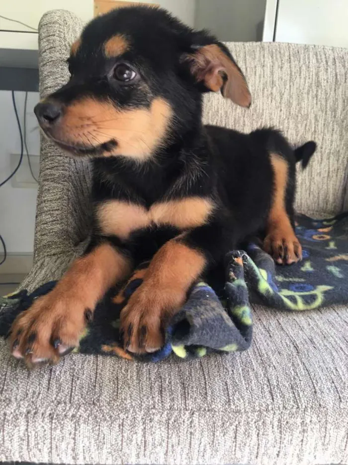 Cachorro ra a  idade 2 a 6 meses nome Filhotes 