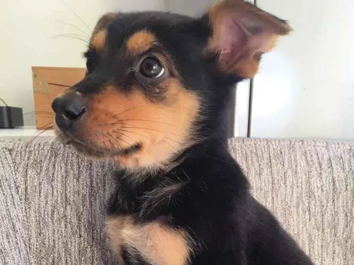 Cachorro ra a  idade 2 a 6 meses nome Filhotes 